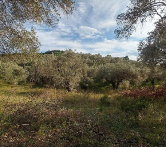Land 3.800m² for sale in Agia Paraskevi